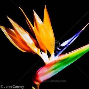 Meet your Posher, Connie